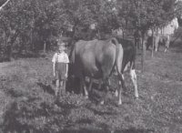 Erich Bungarten beim Viehhüten im heimischen Garten