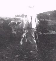 Anton Thelen beim eggen. Kühe von links nach rechts: Fritz und Fäll
